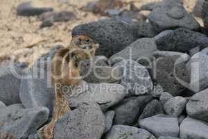 Streifenhörnchen auf Fuerteventura
