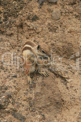 Streifenhörnchen auf Fuerteventura