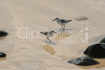 Vögel am Strand