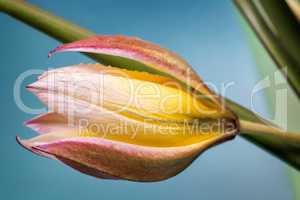 Flower yellow Tulip closeup.