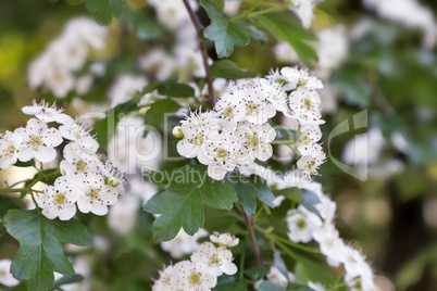 The flowering hawthorn branch on a background of green garden.