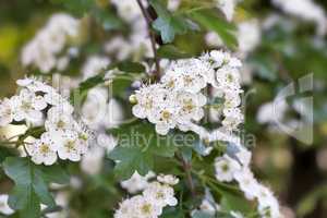 The flowering hawthorn branch on a background of green garden.