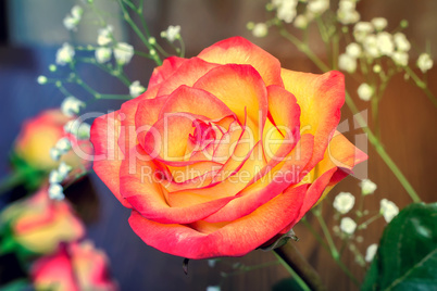 A bouquet of roses on light green background.