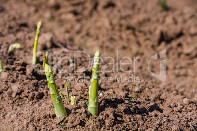 asparagus