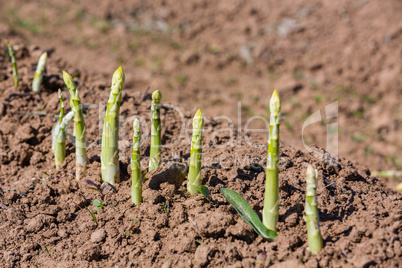 asparagus