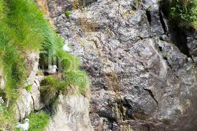 Northern fulmar sitting on nest