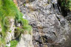Northern fulmar sitting on nest