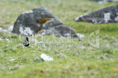 European golden plover, Pluvialis apricaria