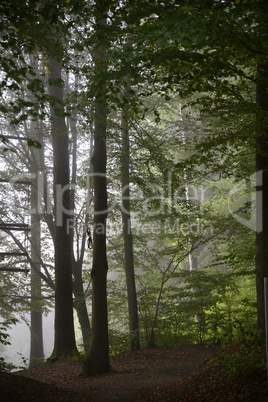 Morgennebel im Wald