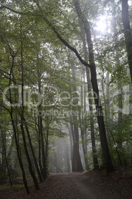 Morgennebel im Wald