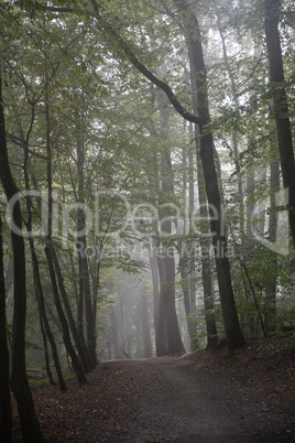 Morgennebel im Wald