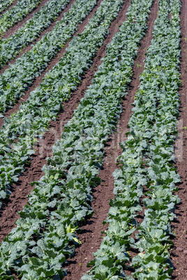 Green kale at spring from the farm