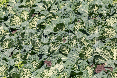 Green kale at spring from the farm