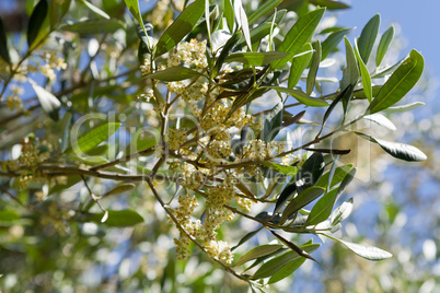 Olive tree in bloom