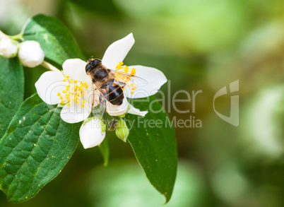 Bee on white flower