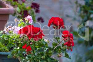 Closeup of geranium in a garden