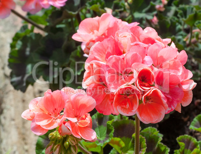 Closeup of geranium in a garden