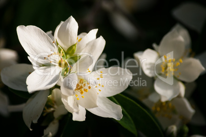 Closeup of little flowers