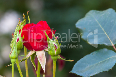 Little rose in a garden