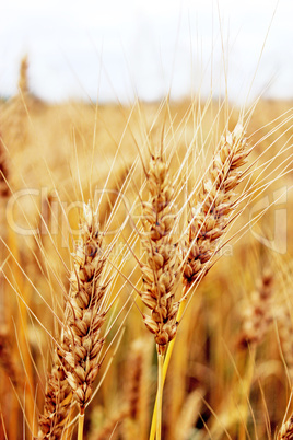 spikelets of the wheat