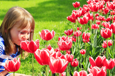 little girl smells tulips on the flower-bed