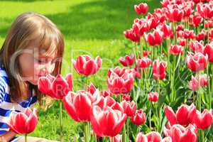 little girl smells tulips on the flower-bed