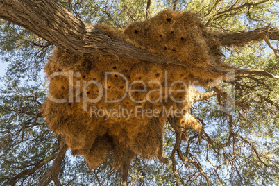 Nester der Siedelweber, nests of sociable weaver