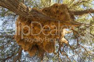 Nester der Siedelweber, nests of sociable weaver
