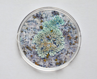 Petri dish for cell culture