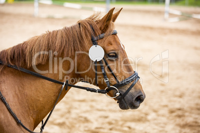 Horse-Portrait