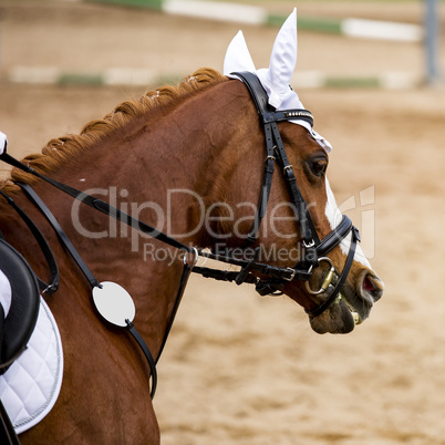 Horse-Portrait