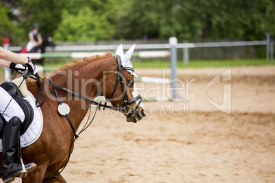 Horse-Portrait