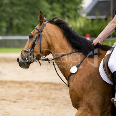 Horse-Portrait