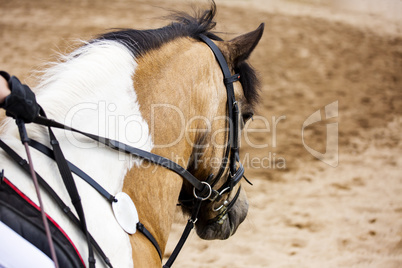 Horse-Portrait