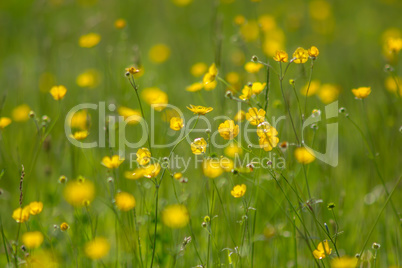 Yellow buttercup meadow