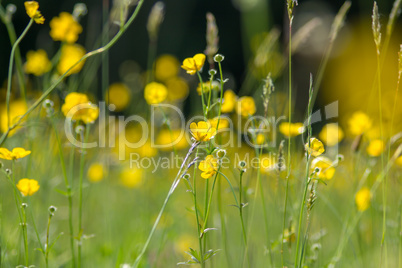 Yellow buttercup meadow