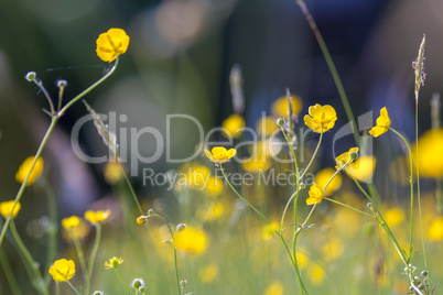 Yellow buttercup meadow