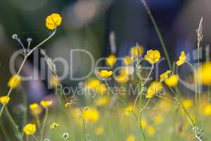 Yellow buttercup meadow