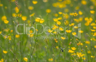 Yellow buttercup meadow