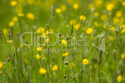 Yellow buttercup meadow