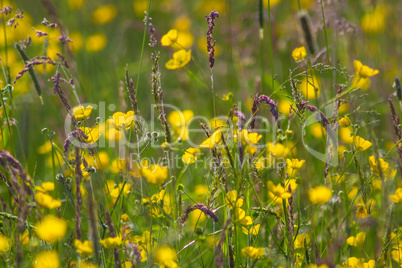 Yellow buttercup meadow