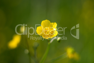 Yellow buttercup meadow