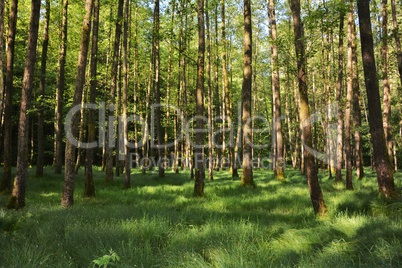 Bäume und hohe gräser im Wald am frühen morgen