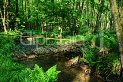 old rotten bridge on stream in the woods