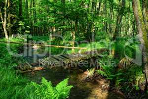 old rotten bridge on stream in the woods