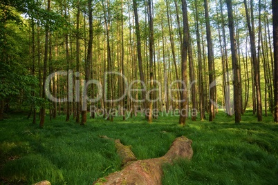 Bäume und hohe gräser im Wald am frühen morgen