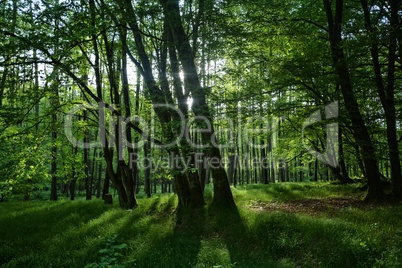 Bäume und Gräser im Wald am frühen morgen