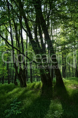 Bäume und Gräser im Wald am frühen morgen