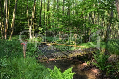 Alte morsche Holz  Brücke über kleinen Bach