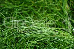 Tall green grasses in detail